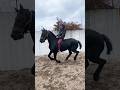 We're flying... 🕊️ #fypシ #equestrian  #on #elbruso #equestrianswillunderstand #horses #horseriding