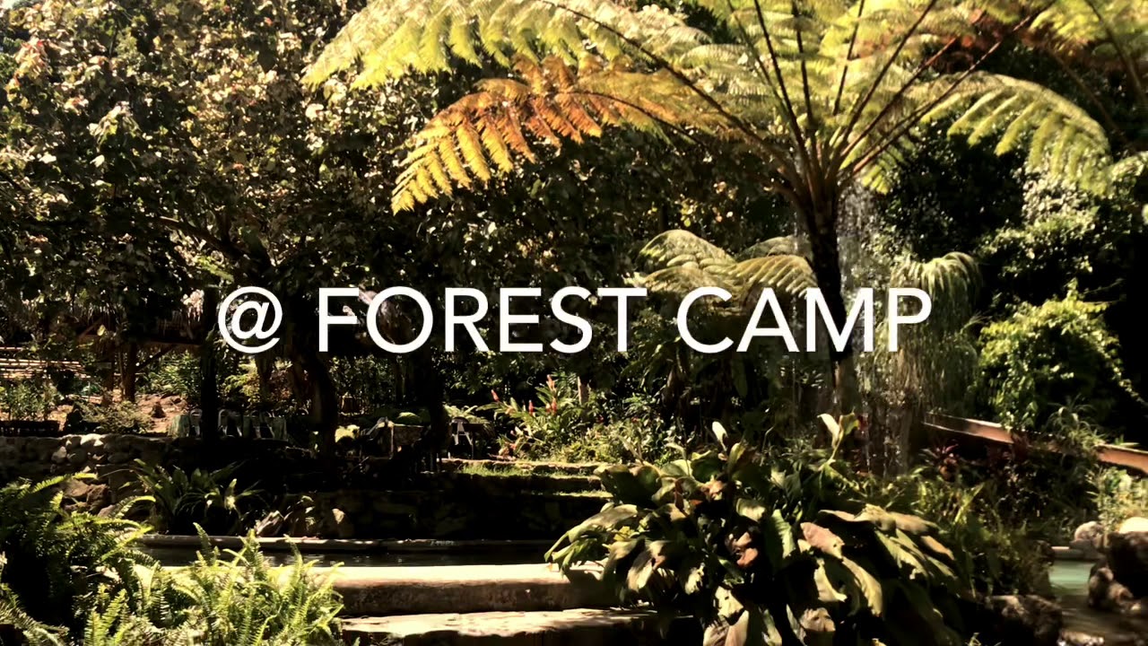 Forest Camp