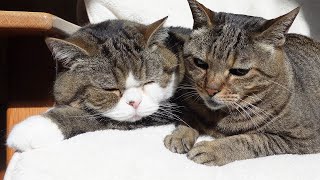 Hana meows when Maru's not by her side. by I am Maru. 82,696 views 6 days ago 6 minutes, 16 seconds