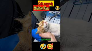 other cats at madicine time #funny #viralvideo #comedy