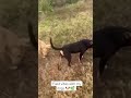 #trending #villagerlifestyle #pets #youtubeshorts #naturelovers #funny#viral#cute