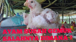 perawatan ayam broiler supaya cepat gemuk !!!