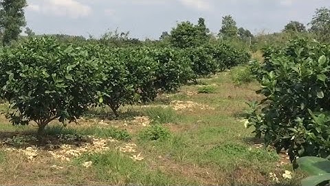 Bưởi da xanh tạo tán kiểu Bonsai