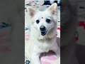 Teri Meri Kanani hai❤️#shortvideo #youtubeshorts #pyakuli #cutesnd beautiful dog🐩