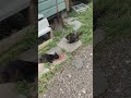 every Cat is full of food now 😺