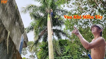 Vua Khỉ cưa hạ nguyên thân hàng cây Cau Vua nằm sát vách tường như thế nào ? Cutting king areca tree