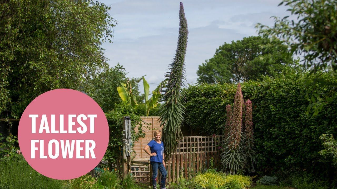 Gran grows Britain's tallest garden flower at 16ft tall YouTube