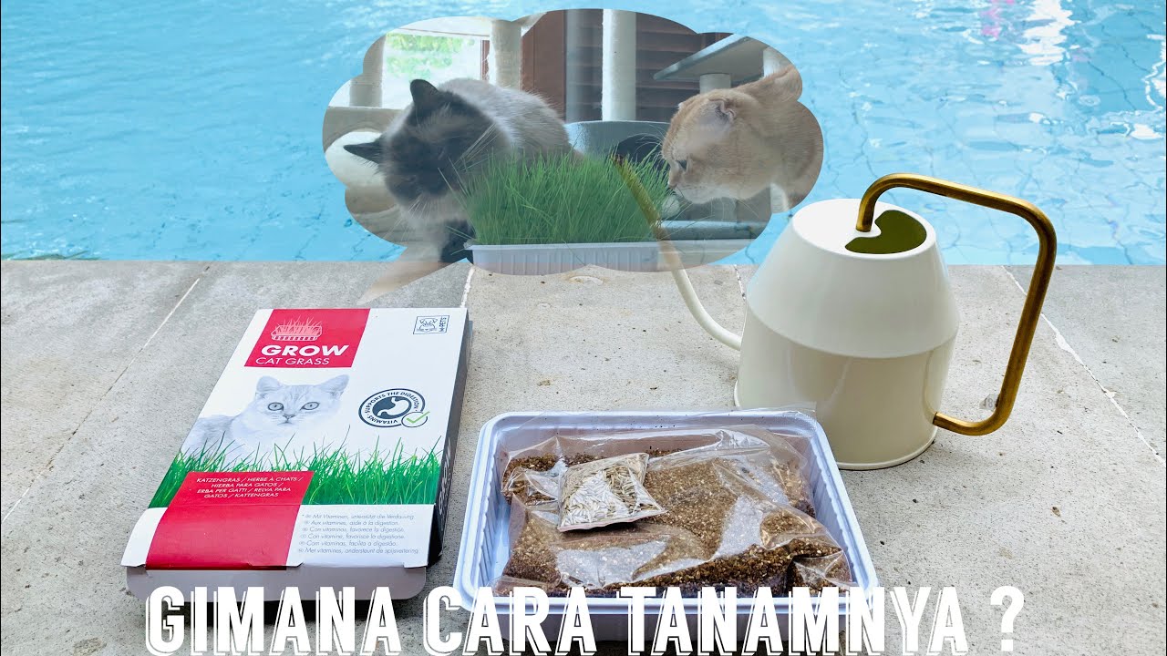 Cara Menanam Cat Grass | Rumput Kucing 