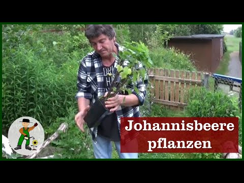 Video: Im Herbst Rote Johannisbeeren Pflanzen: Wie Pflanzt Man Setzlinge Richtig? Ist Es Möglich, Im Oktober In Den Vororten Zu Pflanzen? Termine In Anderen Regionen