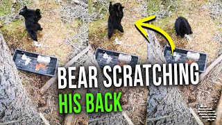 Black Bear Scratching His Back on a Tree From a Tree Stand but It Looks Like Dancing
