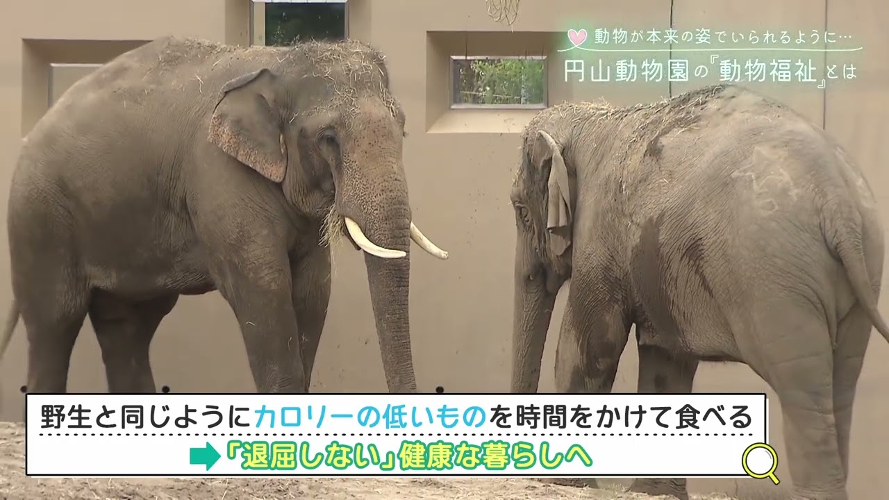 “動物が本来の姿でいられるように…” 円山動物園の「動物福祉」とは