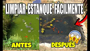 ¿Debo retirar los peces al limpiar un estanque?