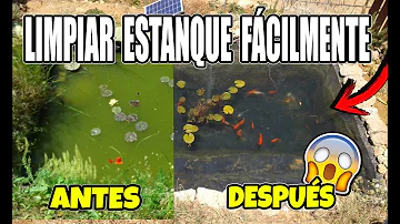 ¿Cómo se limpia el agua de los peces de colores en un estanque?