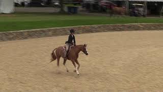 Video of CROWD PLEASER ridden by AVA BERMAN from ShowNet!