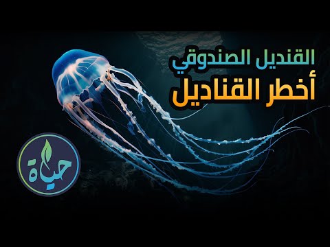 أخطر أنواع القناديل القنديل الصندوقي