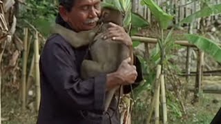 Hiring monkeys to harvest coconuts