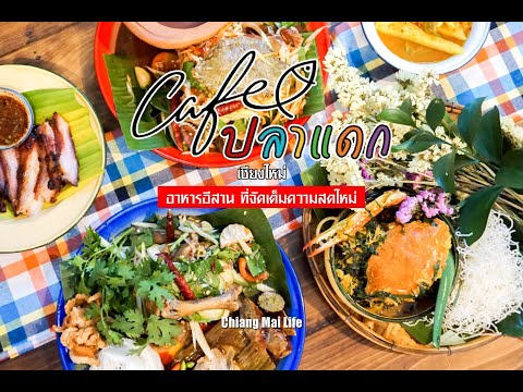 “คาเฟ่ปลาแดก” สาขา 3 เชียงใหม่ อาหารอีสาน ที่จัดเต็มความสดใหม่