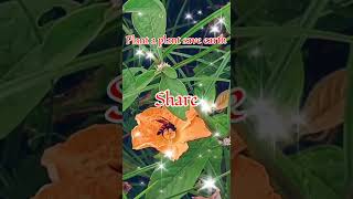 Bee As Pollinator In Vegetables Garden.