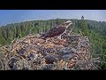 Скопа Иво и Ирис. (Эстония) - Estonian Osprey Nest (Ivo & Iiris)