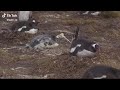 ペンギンのウンコ