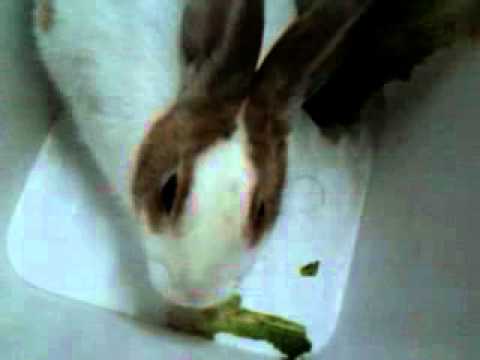 Ali the rabbit - YouTube