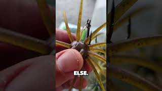 My Favorite Color Coike Style Urchin Bait!