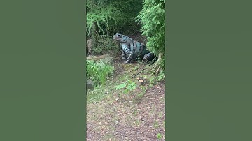 The Biggest Frog In The World 😳😳😳😳😳