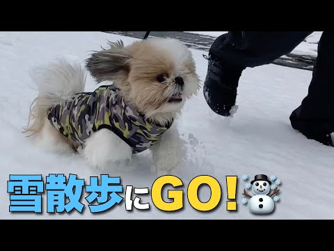 【シーズー】まるちゃんは、わんぱくなのだ！雪散歩にGO！【092】