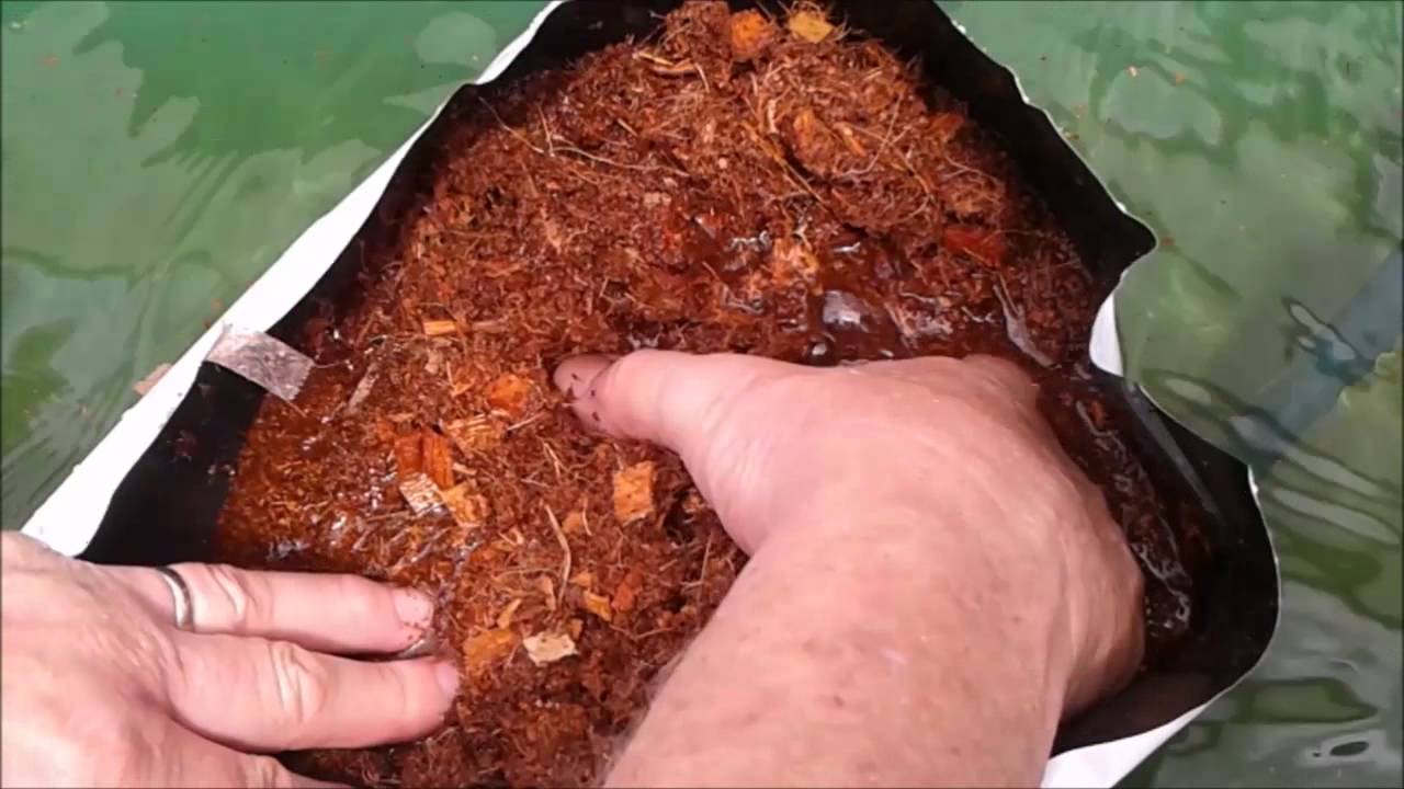 How To Coir Grow Bag YouTube