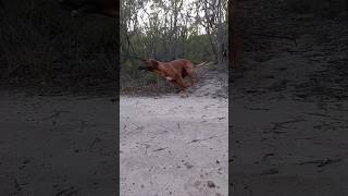 My Ridgeback Loki leaning in to make a tight turn  (slow motion) #ridgeback #dog #australia