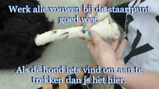 Aanleggen staartverband langharige hond