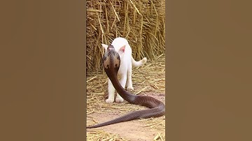 detik detik cobra lawan kucing #cat #funny #cute #animals #snake #kitten #ai #ular #ularcobra