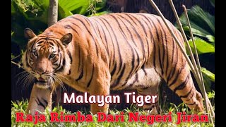 mengenal harimau malaya yang berada diambang kepunahan