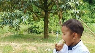 Ripe durian on tree no smell no falling down