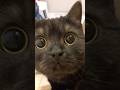 お目目まるまる！黒猫が可愛らしい…#shorts