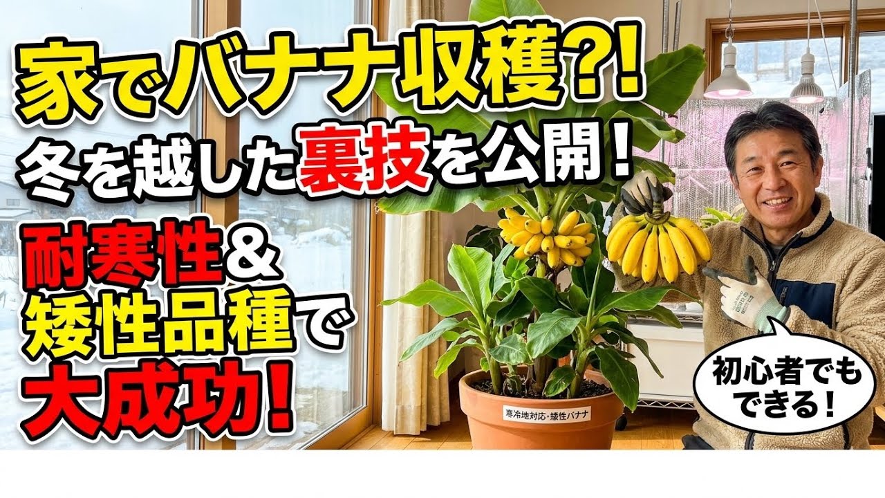 Banana Picking at Home] A Complete Guide to Recommended Banana
