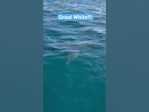 Great White Shark spotted off Gulf Shores, Alabama! - YouTube