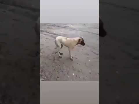 Ahmet kaya ile twerk atan köpek