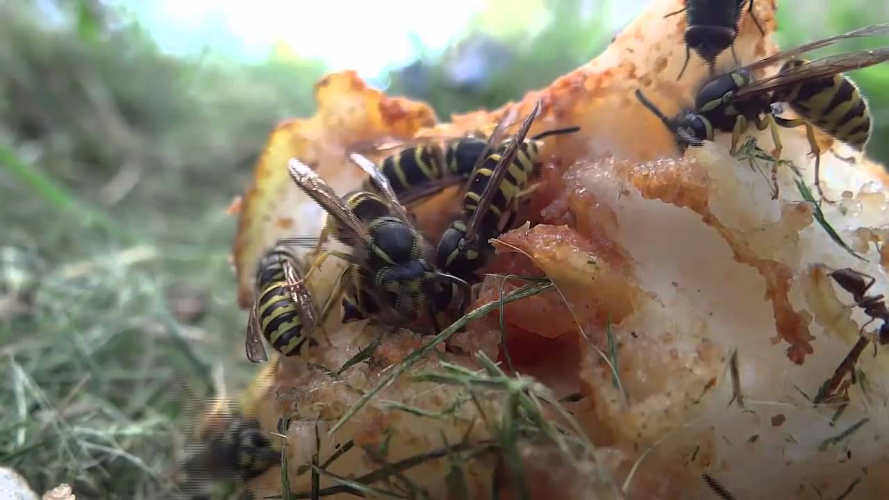 Yellow Jackets eating Pear 92713 YouTube