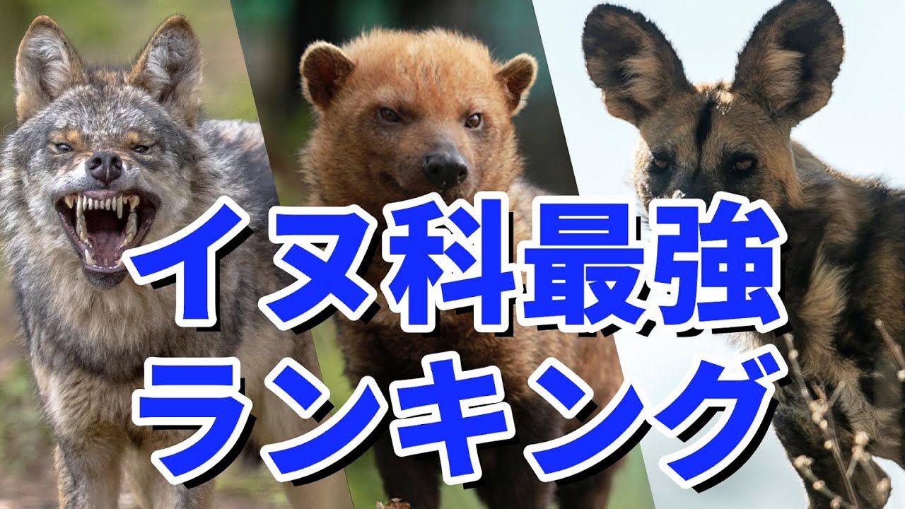 イヌ 科 の 動物 は どれ