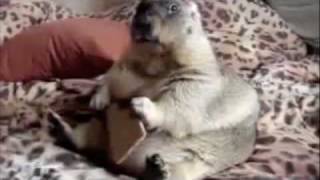Samuel L. Jackson is Angry with the Marmot