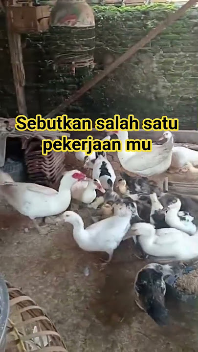 Salah satu pekerjaan ku pemberian pakan #peternakentok #entokjumbo #entokrambon #duck