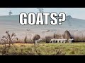 We have goats australian sheep farm vlog