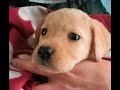 Arriva il Cane Labrador "Mia" - Primo giorno nella sua nuova casa