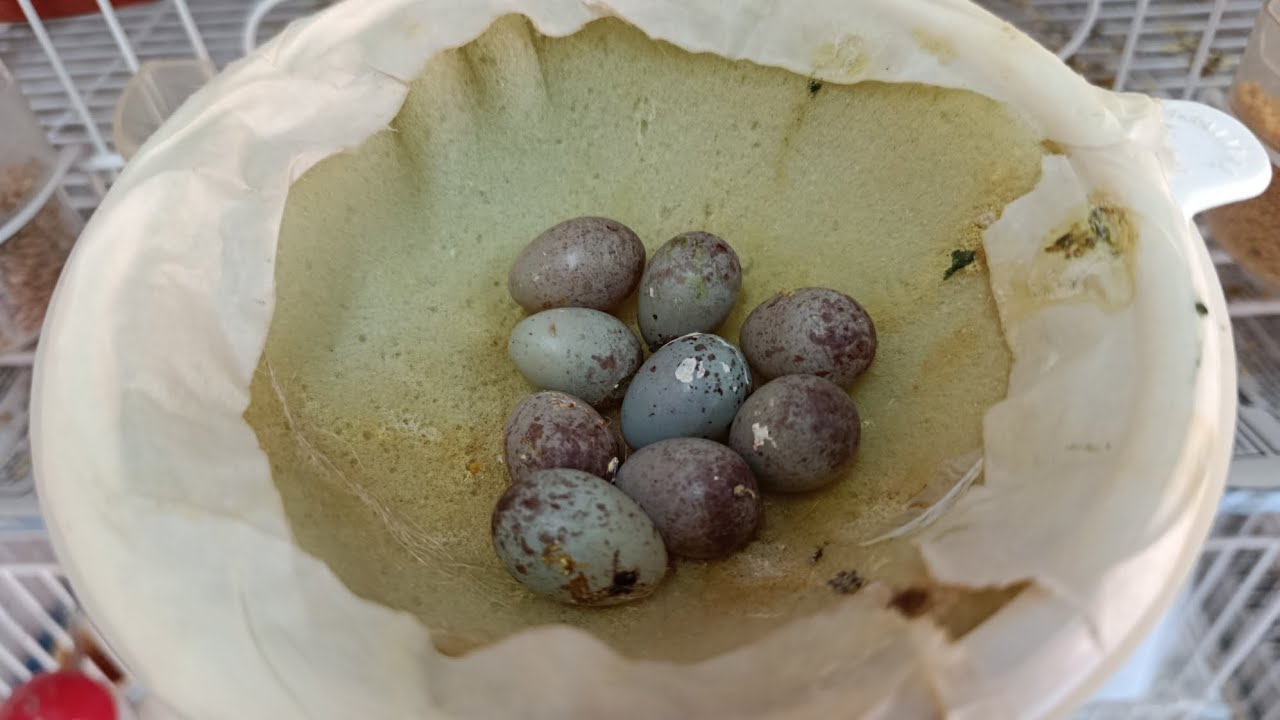 SOLUÇÃO NECESSÁRIA PRA ECLOSÃO DOS OVOS DE CANÁRIO BELGA 