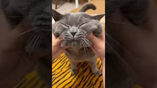 Squish this big-faced cat.#cat #catvideos #funny #kitty #pets
