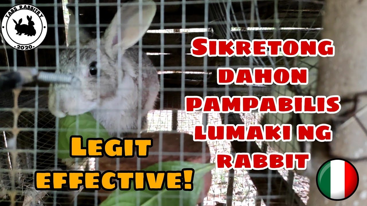 PAANO MAPABILIS ANG PAGLAKI NG RABBIT | How to make a rabbit gain