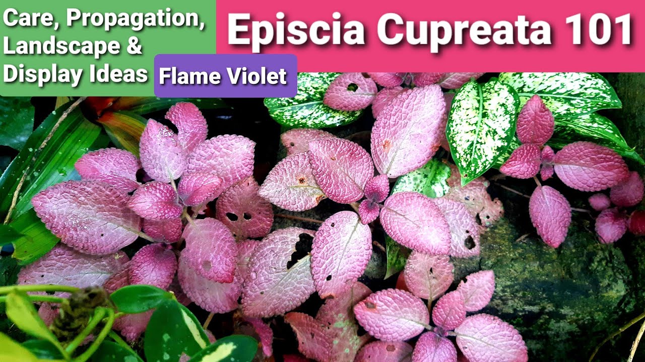 Episcia Cupreata Flame Violet Complete Guide | Care, Propagation, Display & Landscape Ideas