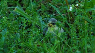 Fledgling Blue Tit Goes On An Adventure
