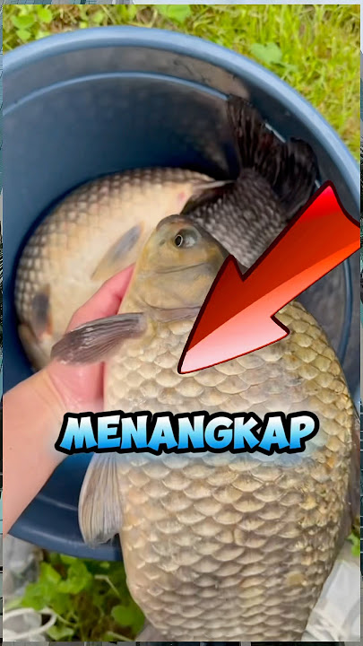 Menangkap ikan nila gemoy #shorts #ikannila #mancingmania #menangkapikan